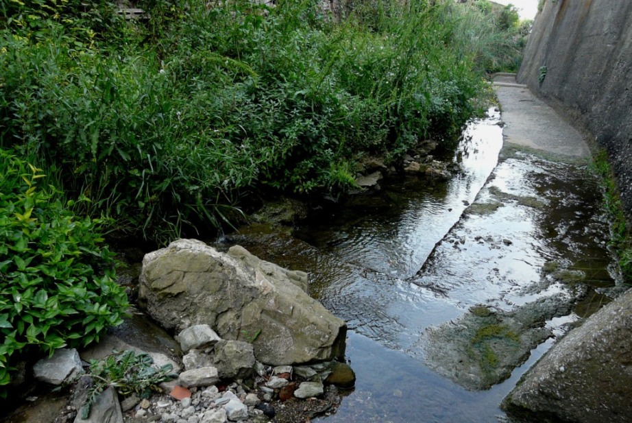 Rio Salivoli (Piombino) - rospi smeraldini in citt!